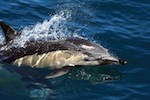 Common dolphin (Delphinus delphis)