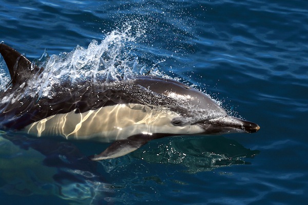 Common Dolphin Jumping