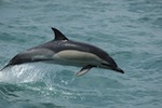 Delphinus Delphis, Common Dolphin jumping