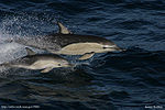 Delphinus Delphis with Calf