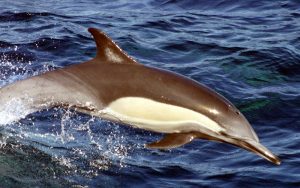 Long-beaked common dolphin.