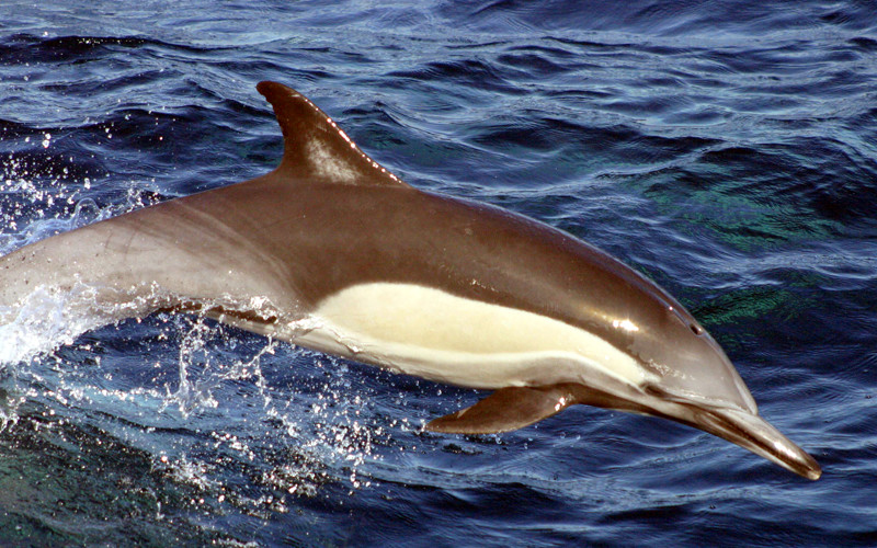 Long-beaked Common Dolphin (Delphinus capensis)