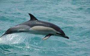 Short-beaked common dolphin