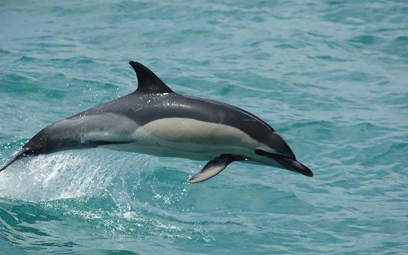 Short-beaked Common Dolphin (Delphinus delphis)