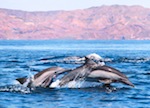 Dolphin Mother and Calf