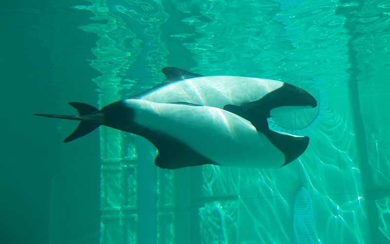 Dolphin Reproduction