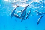 Dolphins Playing