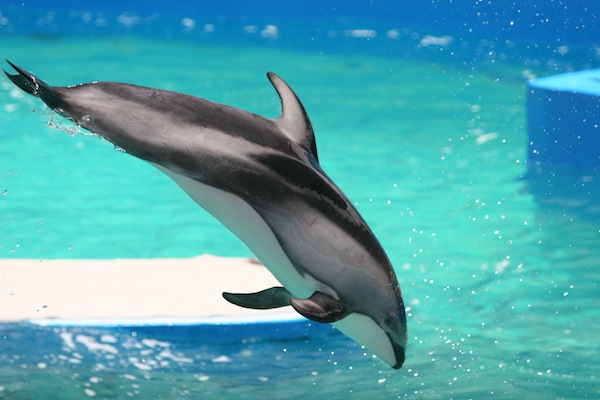 JUMPING DOLPHIN