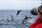 Dusky Dolphins Jumping (Lagenorhynchus obscurus)