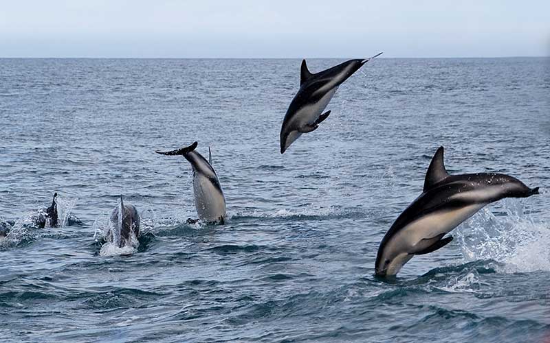 Dusky Dolphin (Lagenorhynchus obscurus)