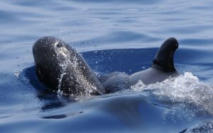 Long-finned pilot whale