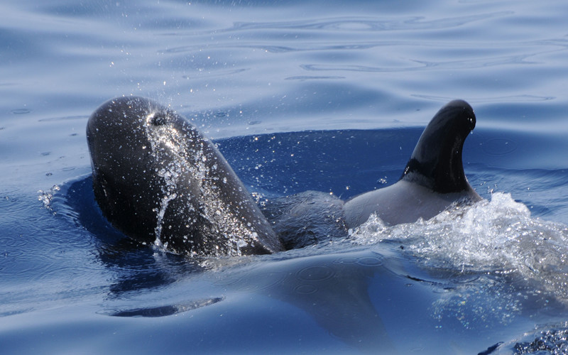 Long-finned Pilot Whale (Globicephala melas)