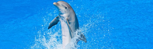 Dolphin Facts and Information