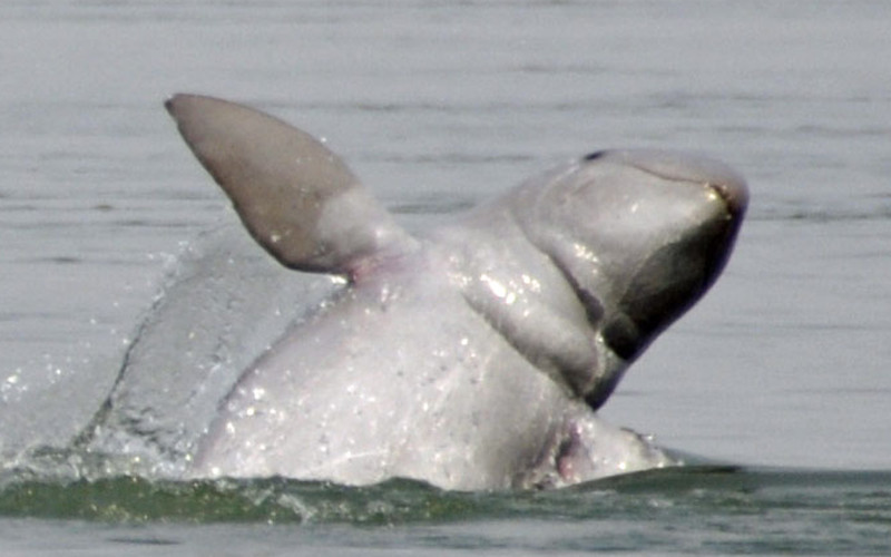 Irrawaddy Dolphin (Orcaella brevirostris)