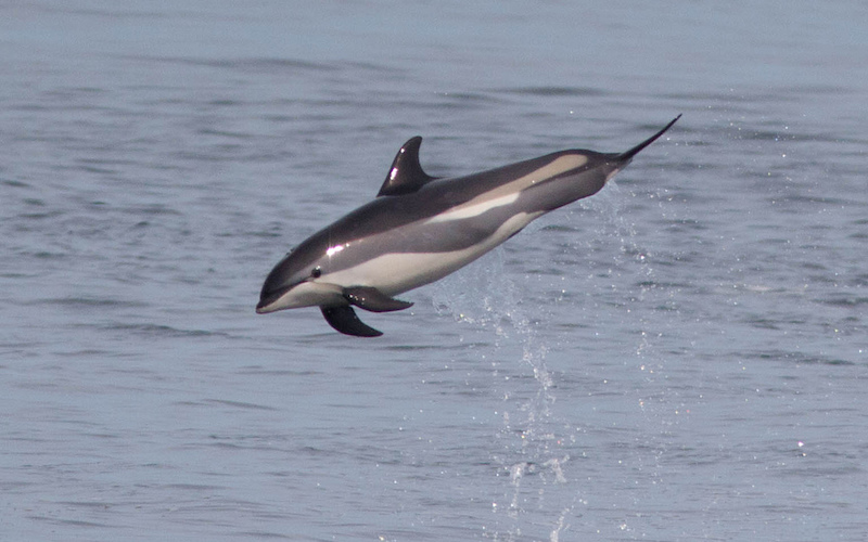 Atlantic White-Sided Dolphin (Lagenorhynchus acutus)