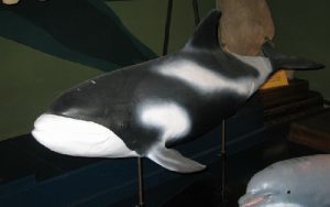 White-beaked dolphin