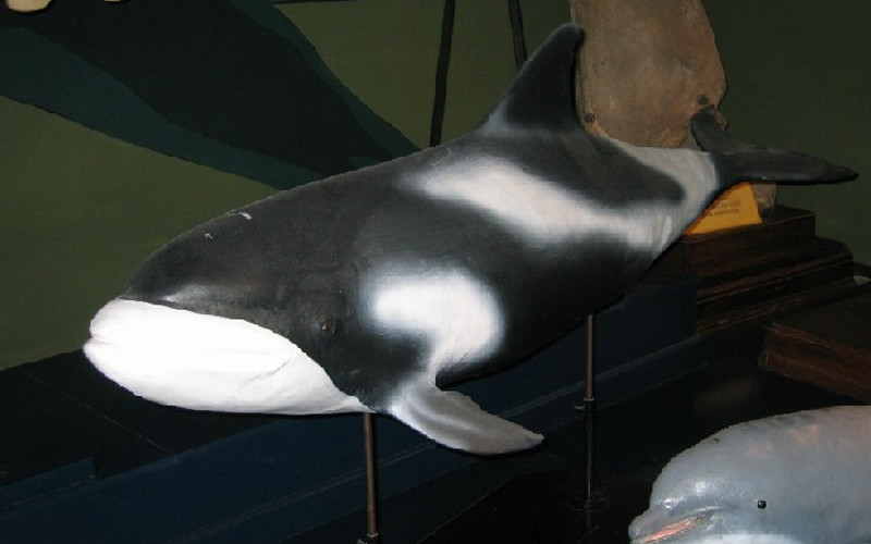 White-beaked Dolphin (Lagenorhynchus albirostris)