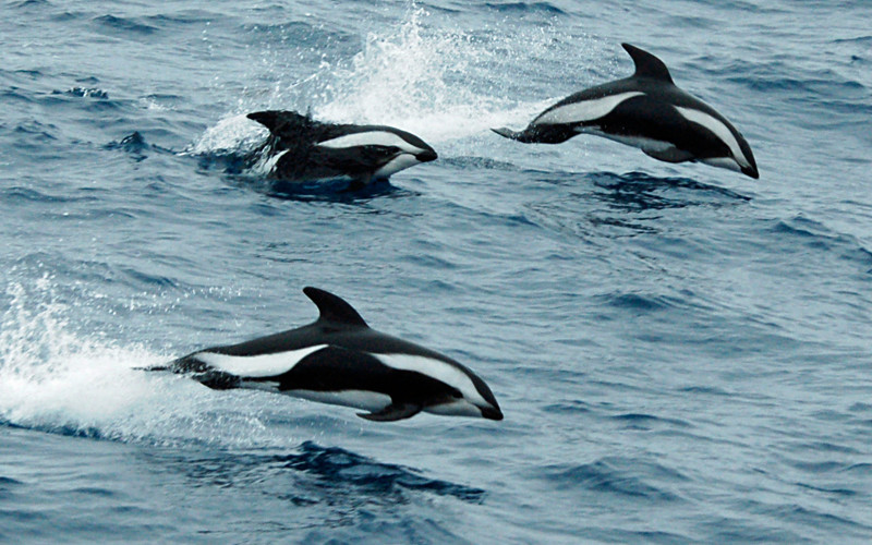 Hourglass dolphin (Lagenorhynchus cruciger)