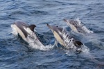 Pack of Common Dolphins