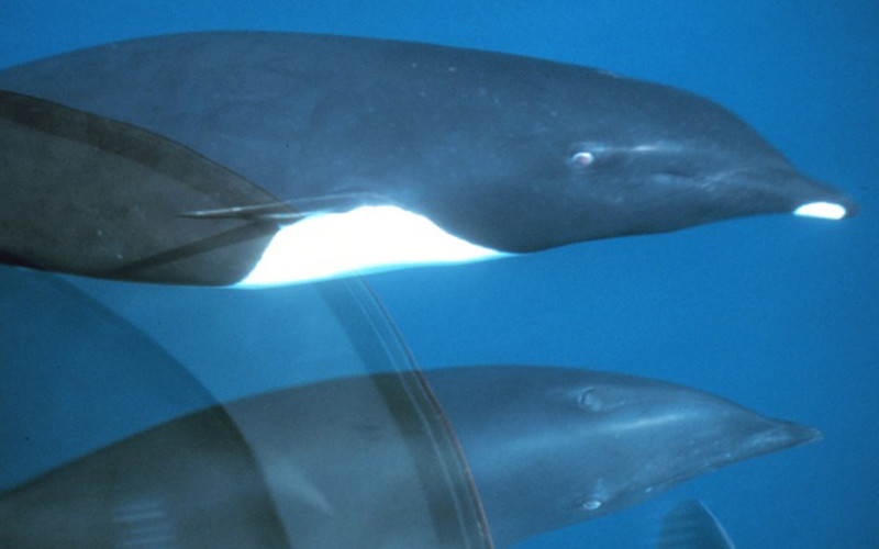 Northern right whale dolphin (Lissodelphis borealis)