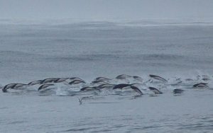 Southern right whale dolphin.