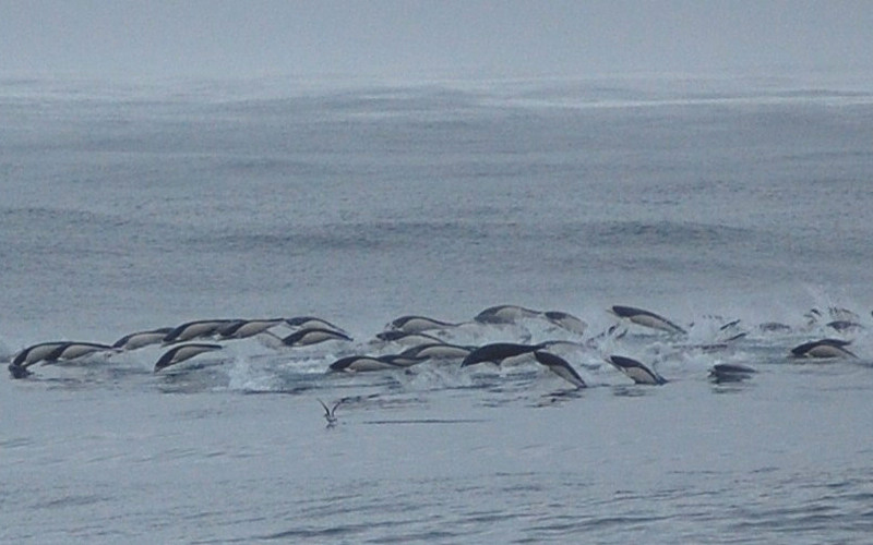 Southern Right Whale Dolphin (Lissodelphis peronii)