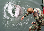 Military Trained Dolphin