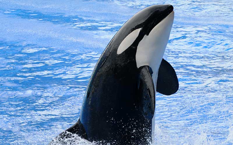 Orcas (Killer whales)