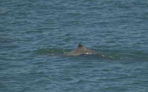 Australian Snubfin Dolphin.