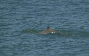 Australian Snubfin Dolphin.