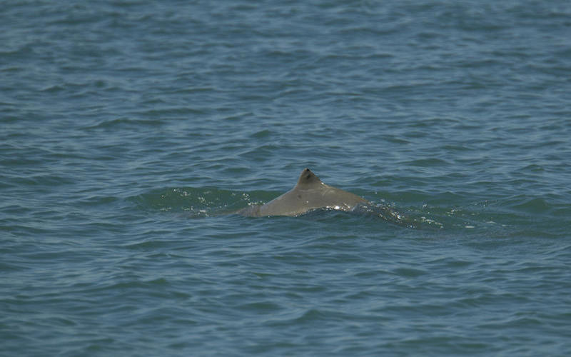 Australian Snubfin Dolphin (Orcaella heinsohni)