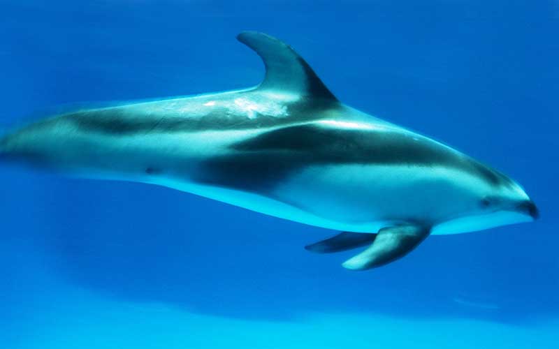 Characteristics about Pacific white-sided dolphin.