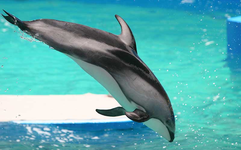 Pacific White-Sided Dolphin (Lagenorhynchus obliquidens)