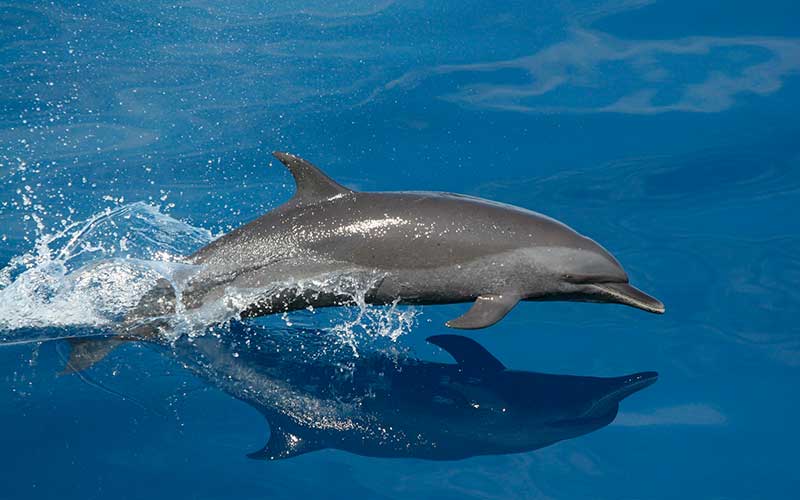 Pantropical Spotted Dolphin (Stenella attenuata)