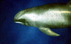 Melon-headed whale