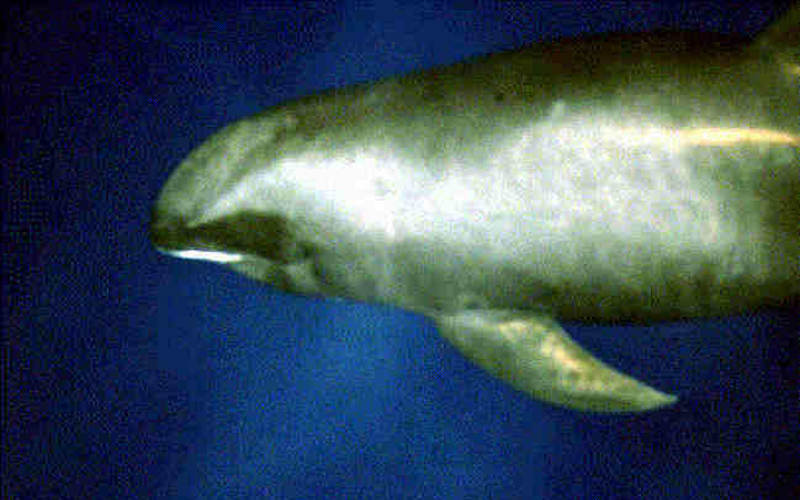 Melon-headed whale (Peponocephala electra)