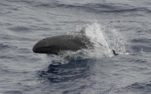 False Killer whale.