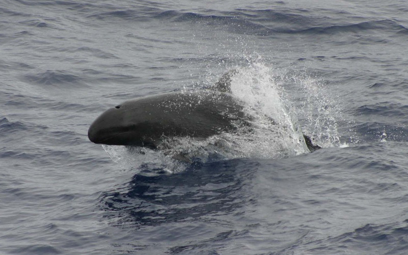 False Killer whale (Pseudorca crassidens)
