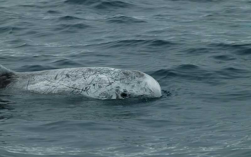 Risso’s Dolphin (Grampus griseus)