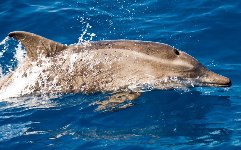 Rough-Toothed Dolphin (Steno bredanensis)