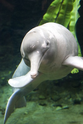 Sweetwater dolphin looking at the camera