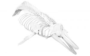 Dolphin skeleton.