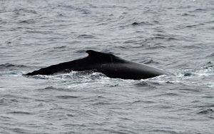 Atlantic humpback dolphin