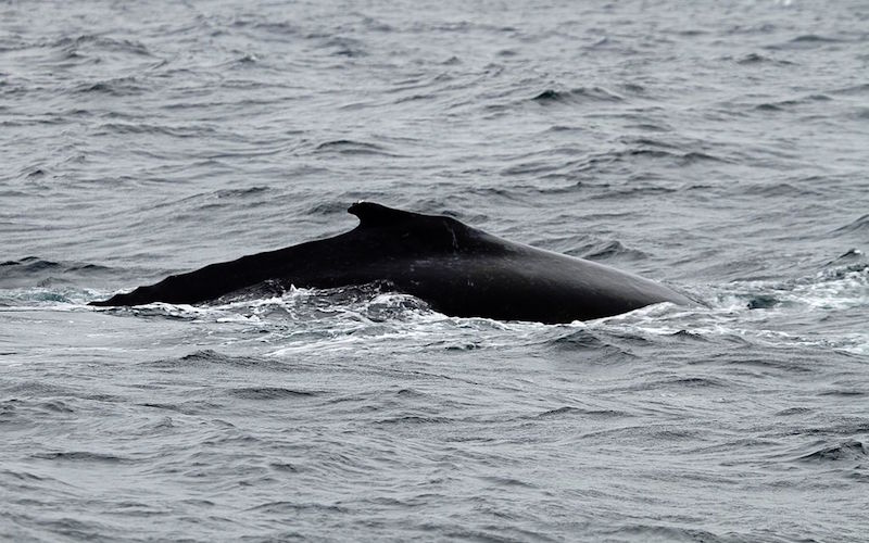 Atlantic Humpback Dolphin (Sousa teuszii)