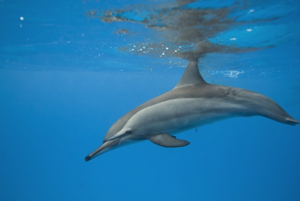 Swimming Spinner dolphin.