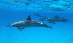 Spinner Dolphins in the waters of Kauai, Hawaii