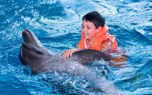 Dolphin Assisted Therapy.