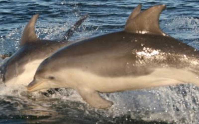 Burrunan Dolphin (Tursiops australis)