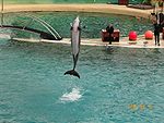 Tursiops truncatus, Marineland d'Antibes, France