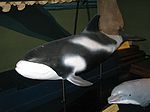 White Beaked Dolphin